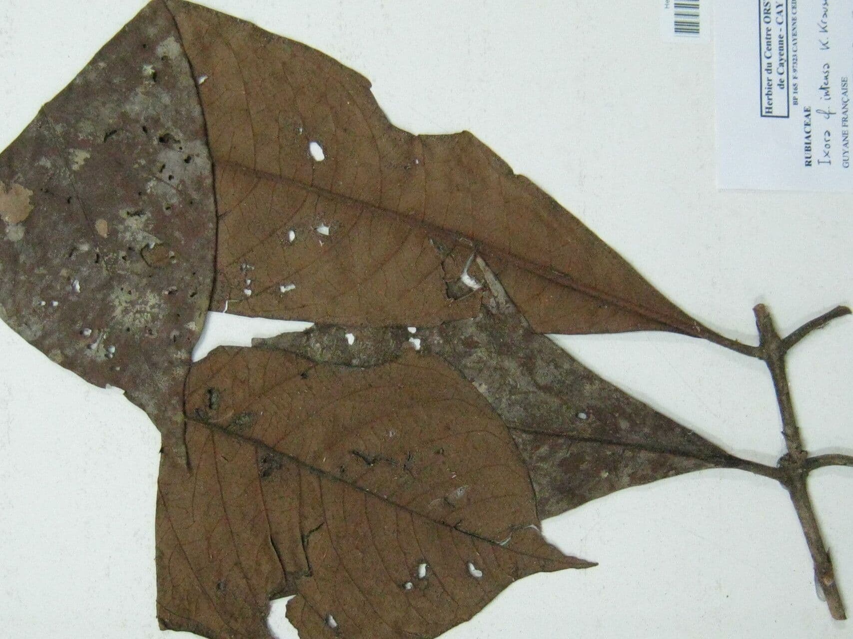 Ixora 4