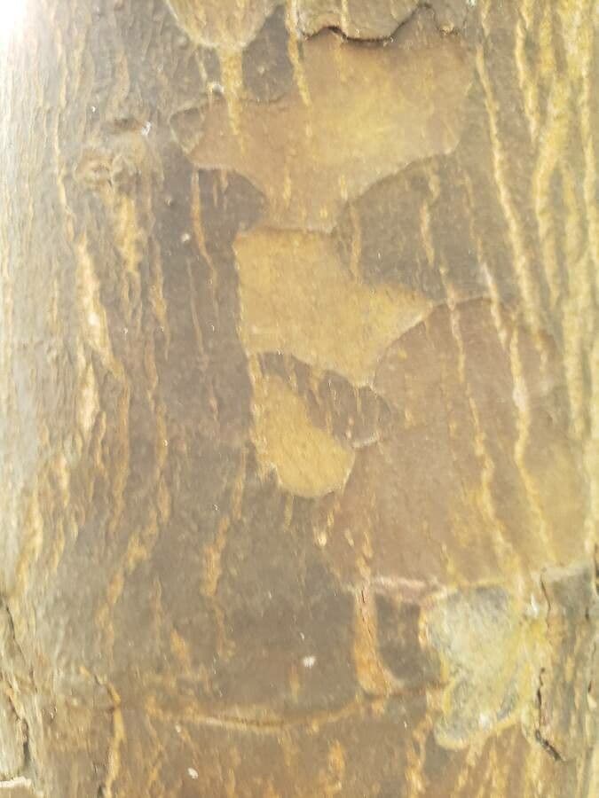 Afrocarpus 10