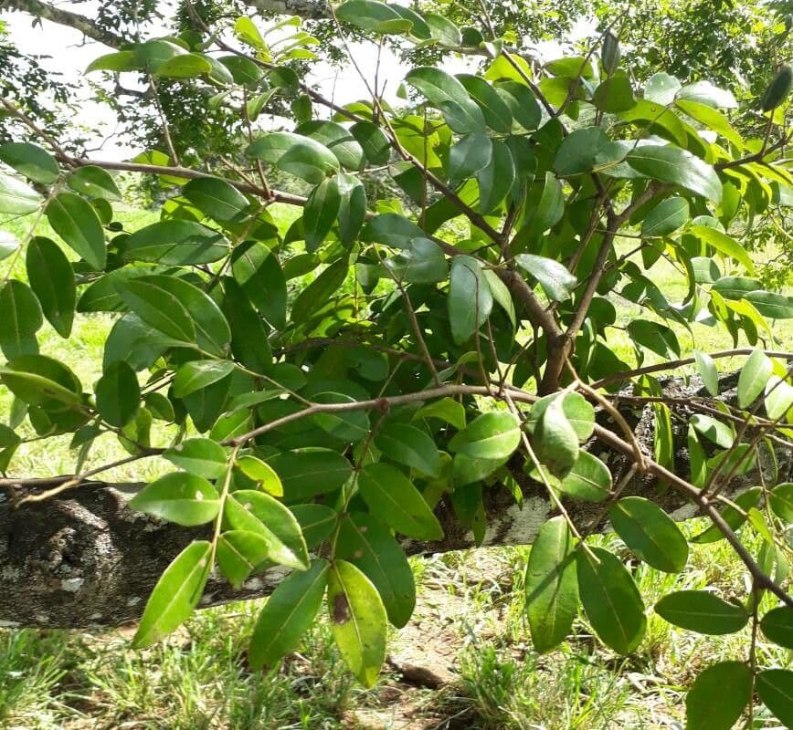 Copaiba de Langsdorff 8