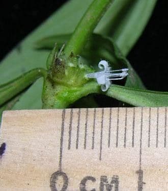 Spermacoce ocymifolia 16
