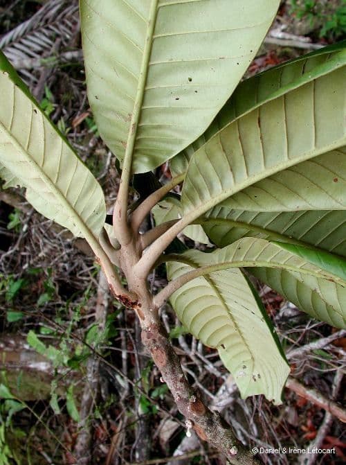 Pycnandra balansae 13