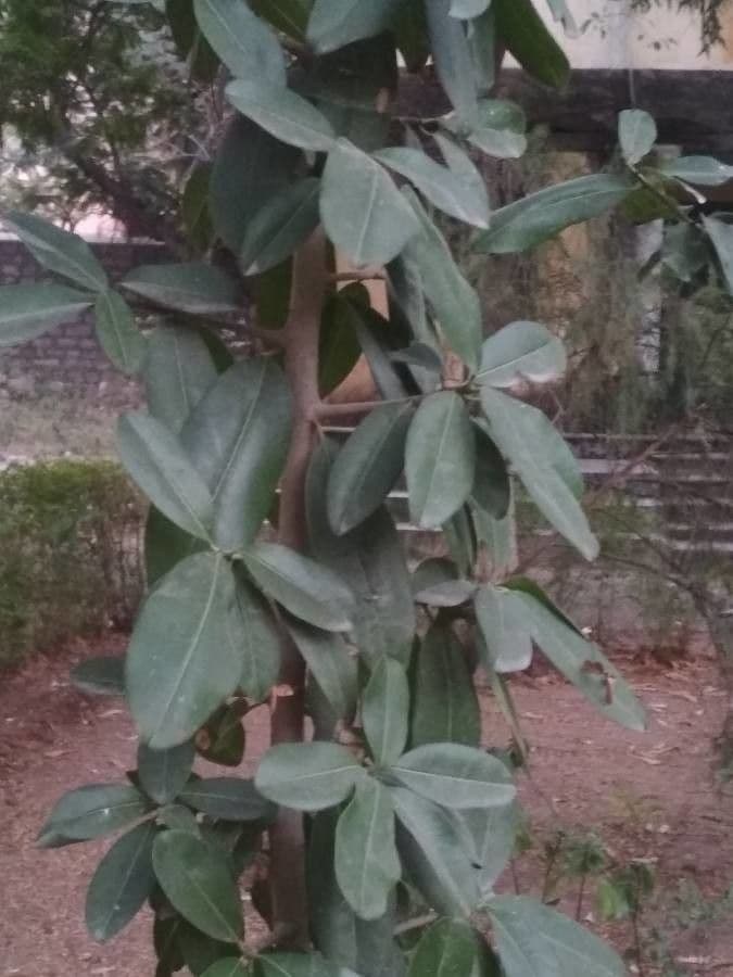 Manilkara 3