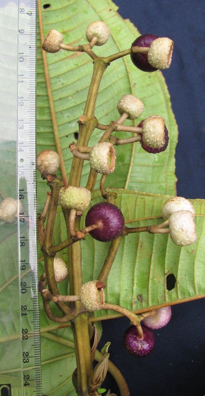 Miconia