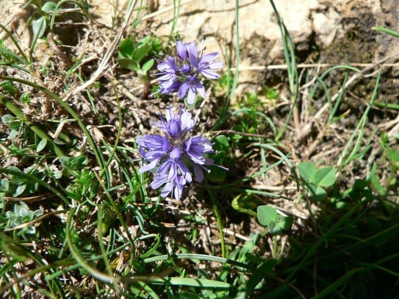 Veronica pirenaica 9