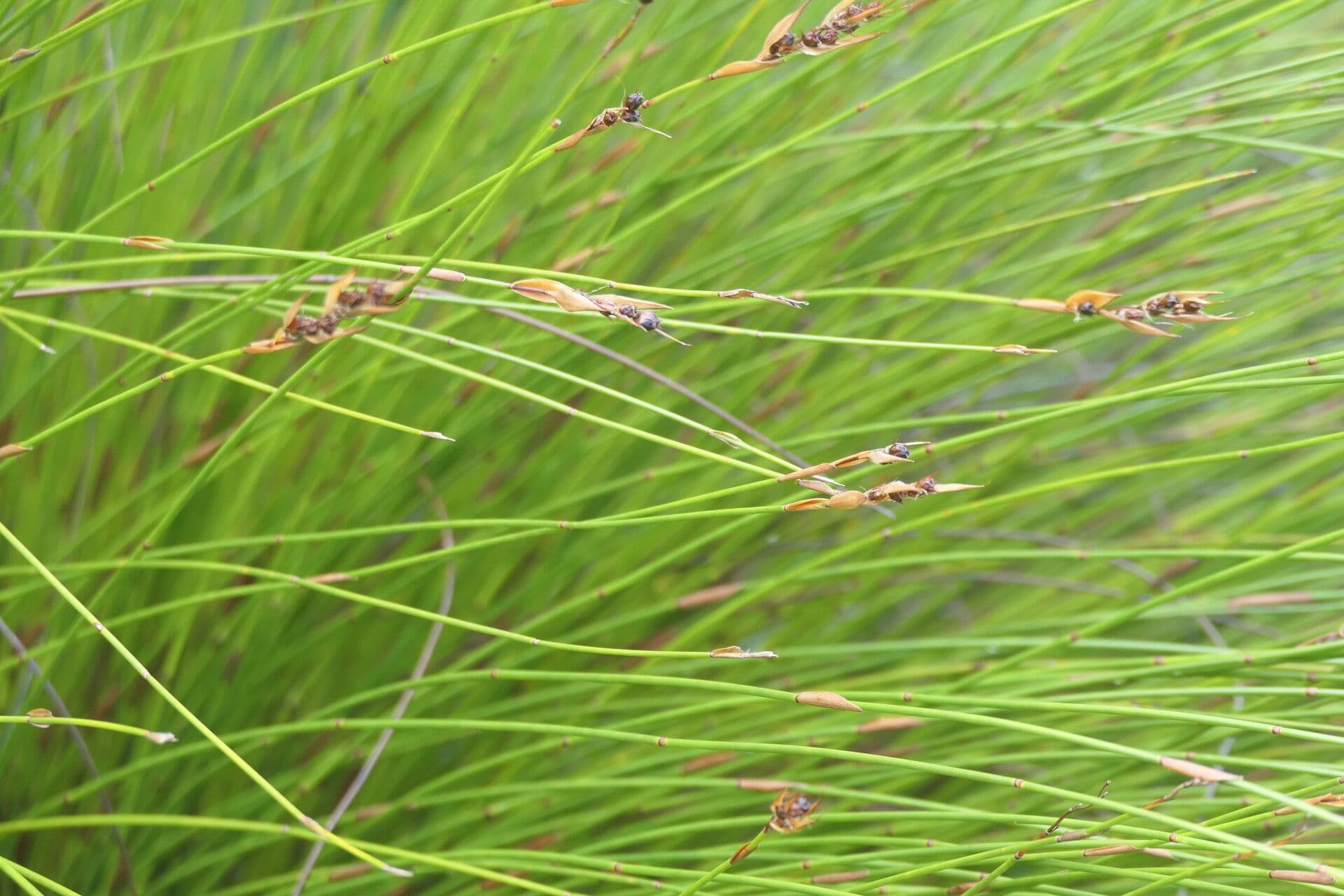 Elegia 2