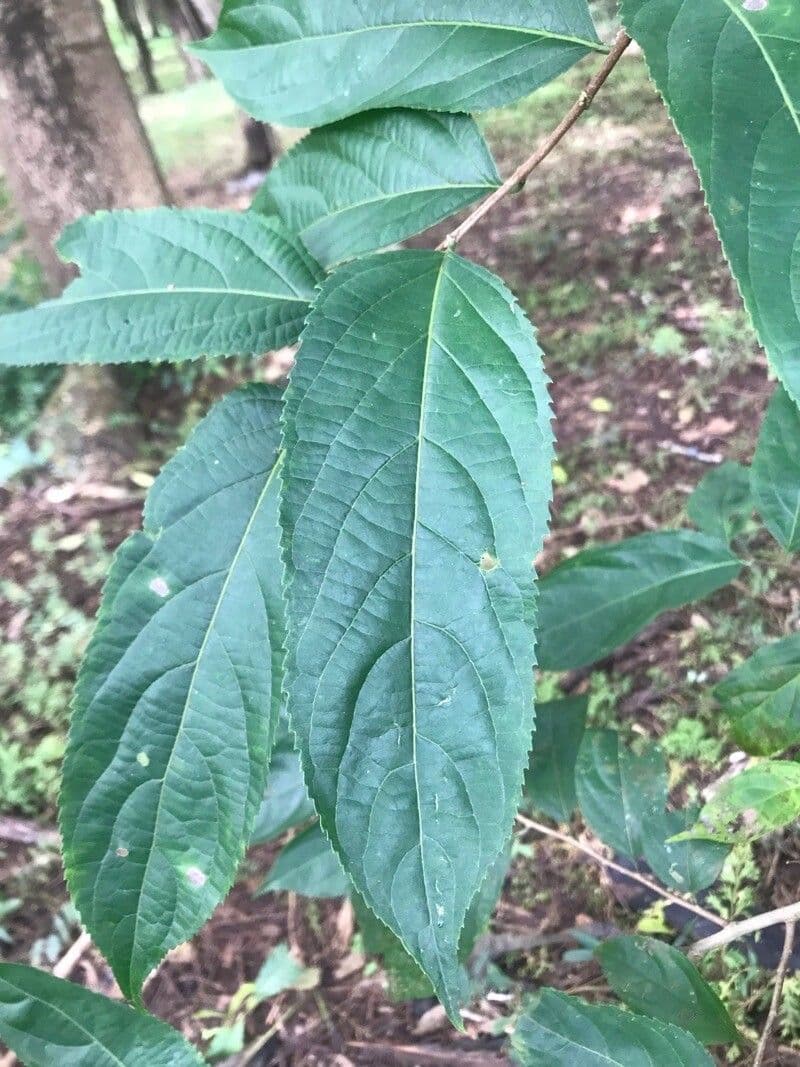 Casearia 11