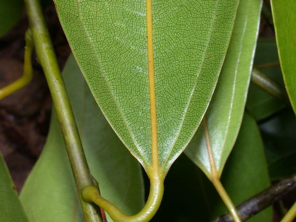 Anomospermum reticulatum 11