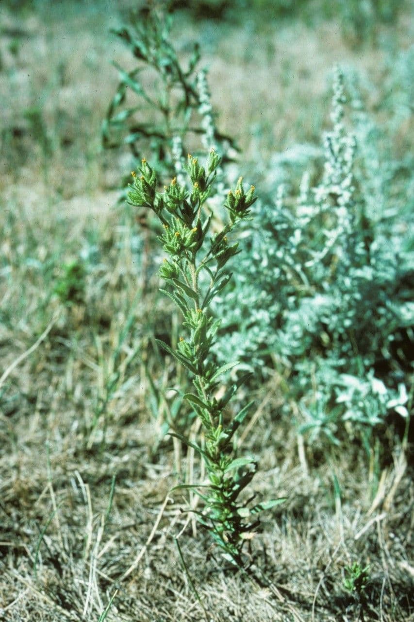 Berg-Teerkraut 2