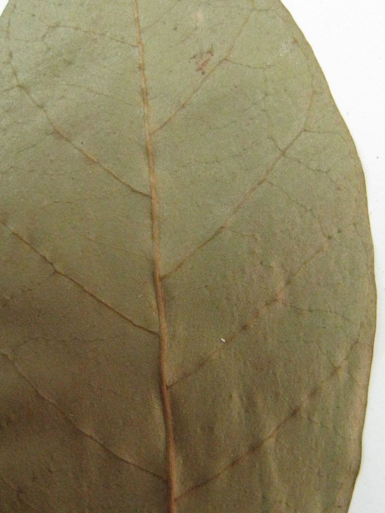 Chrysophyllum 12