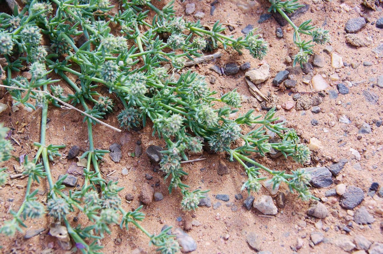 Gymnocarpos 3