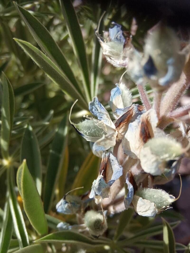 Berg-Lupine