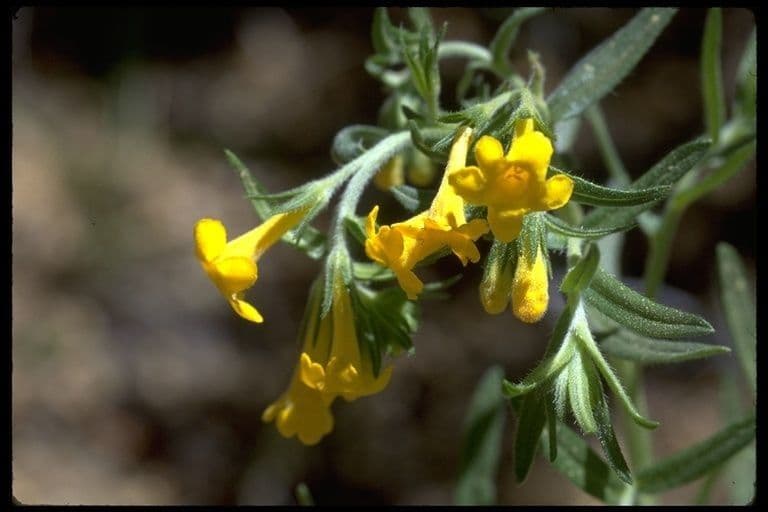 Erba-tosta multiflora 7