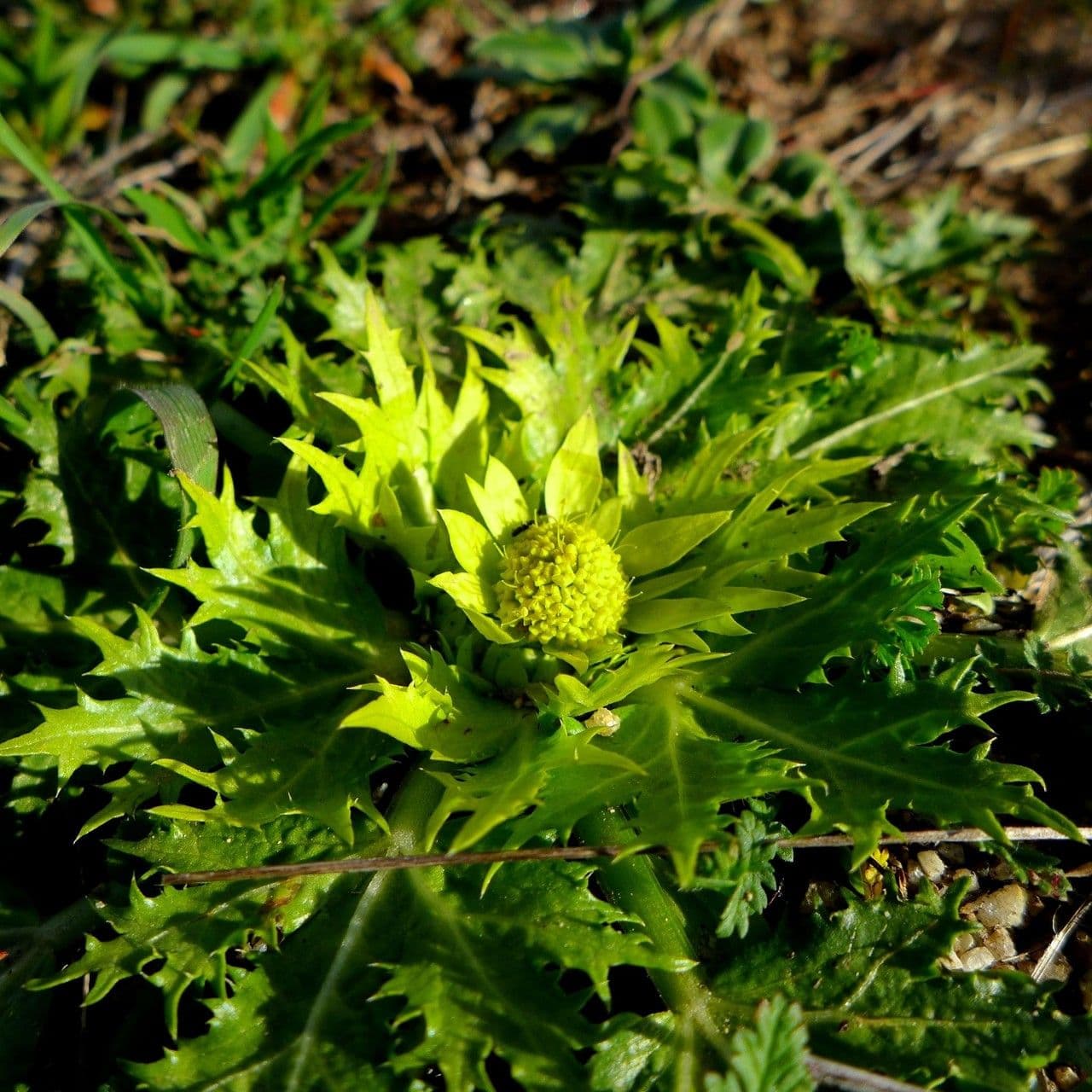 Sanicula arctoide 6