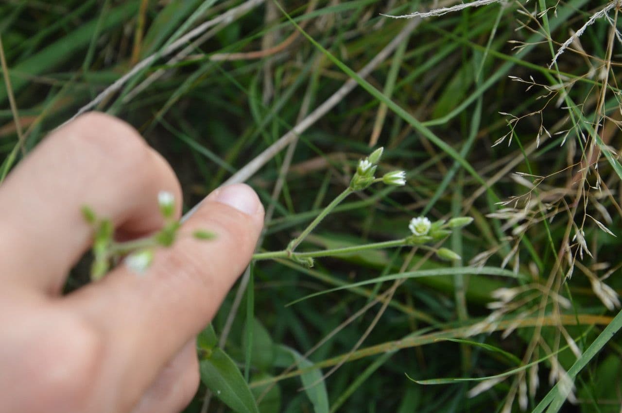 Cerastio dubbioso 6