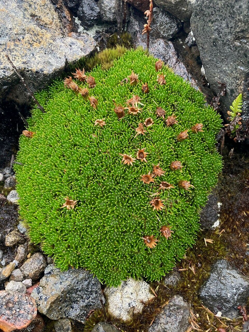 Xenophyllum 10