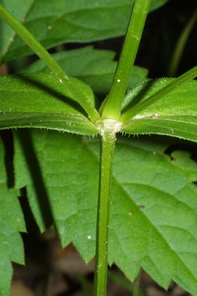 Houstonia purpurea 18