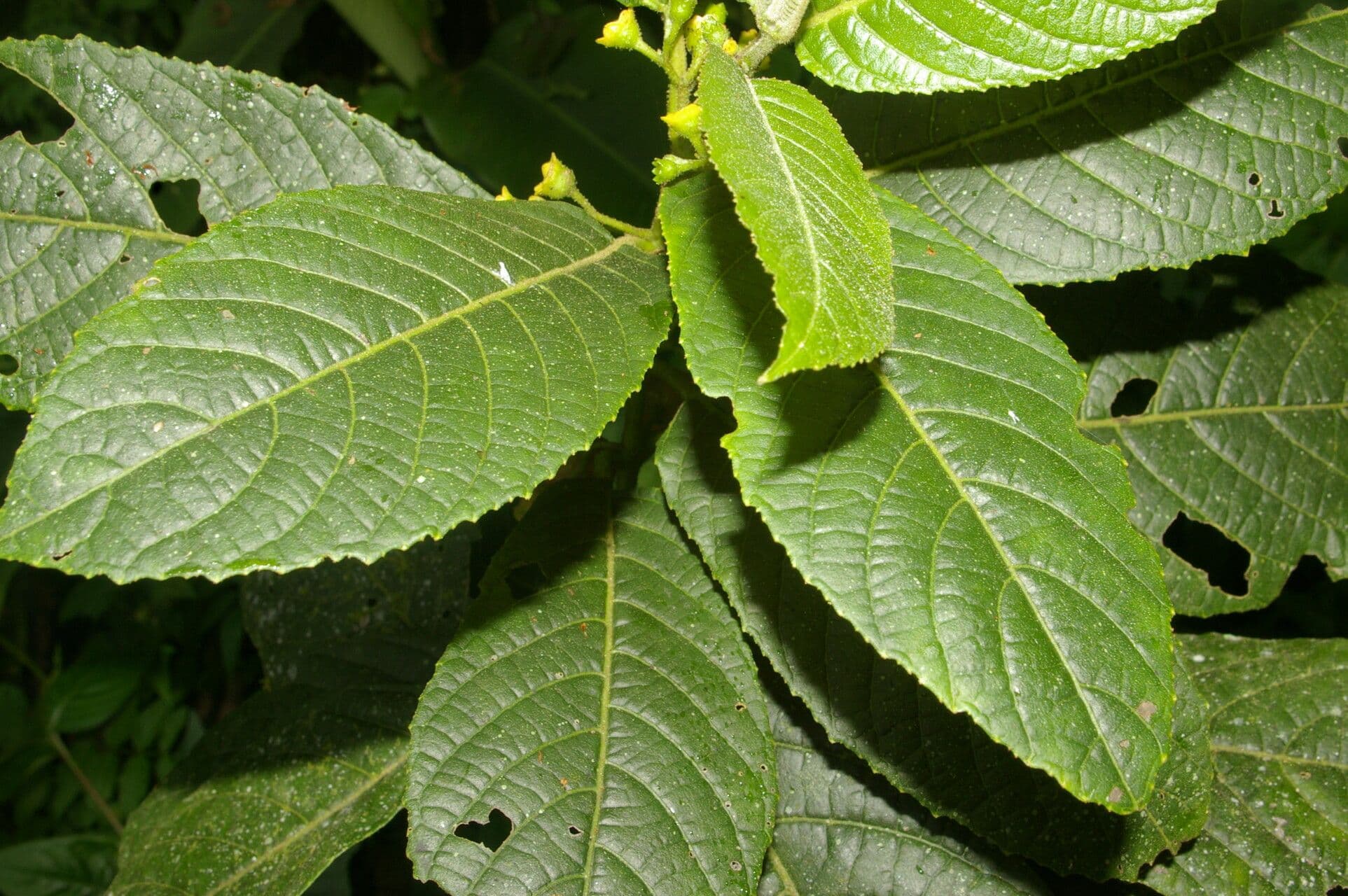 Siparuna thecaphora 9