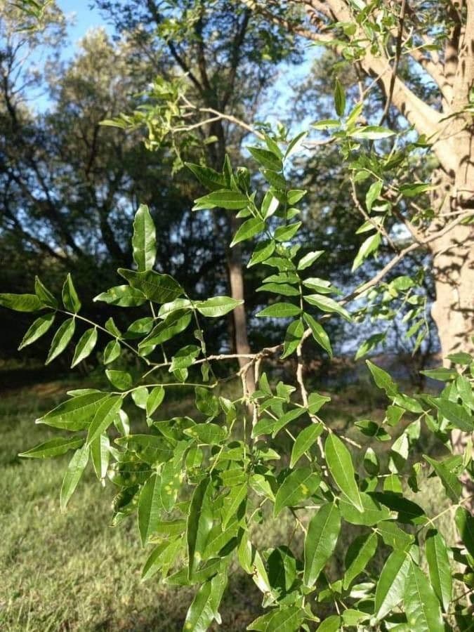 Lonchocarpus 4