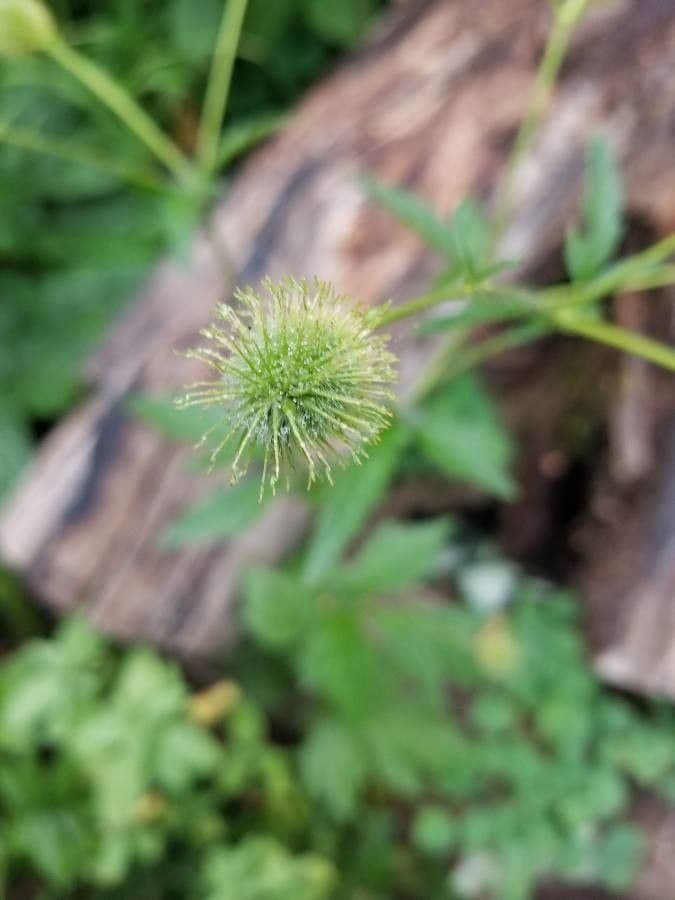Geum de Alepo 10