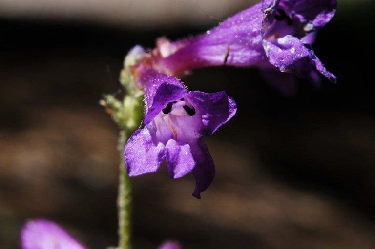 Penstemon esile 5