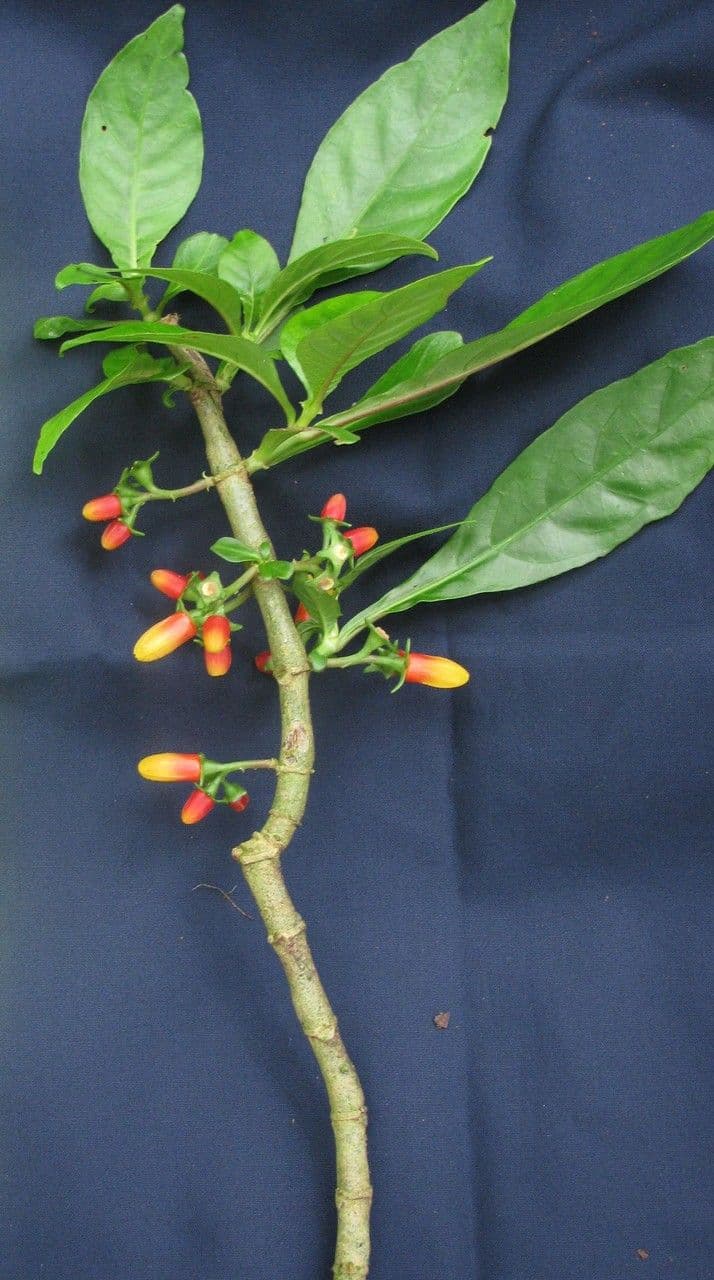 Hoffmannia 9