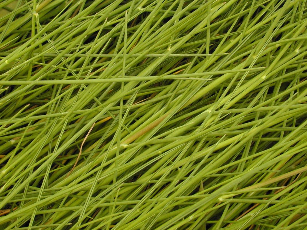 Andelgras 11