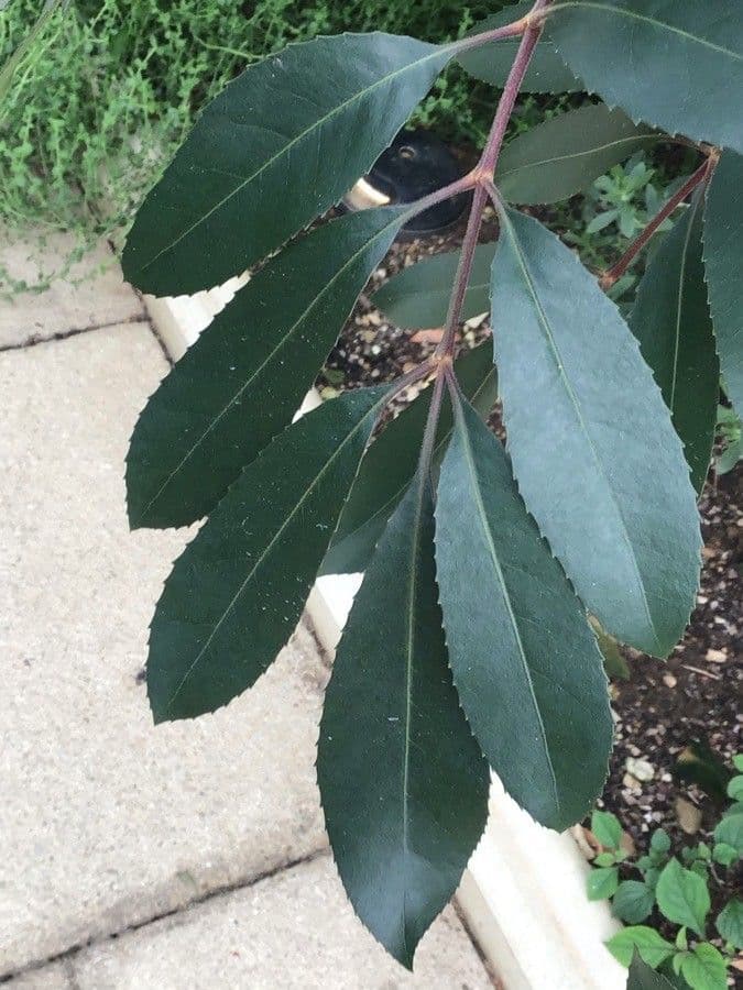 Butterlöffelbaum 13