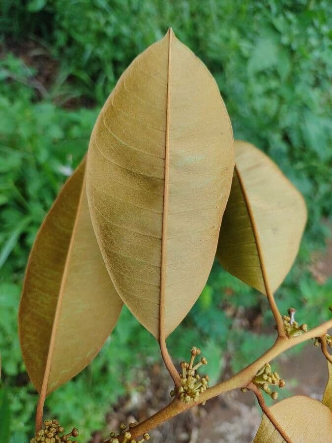 Chrysophyllum mexické 6