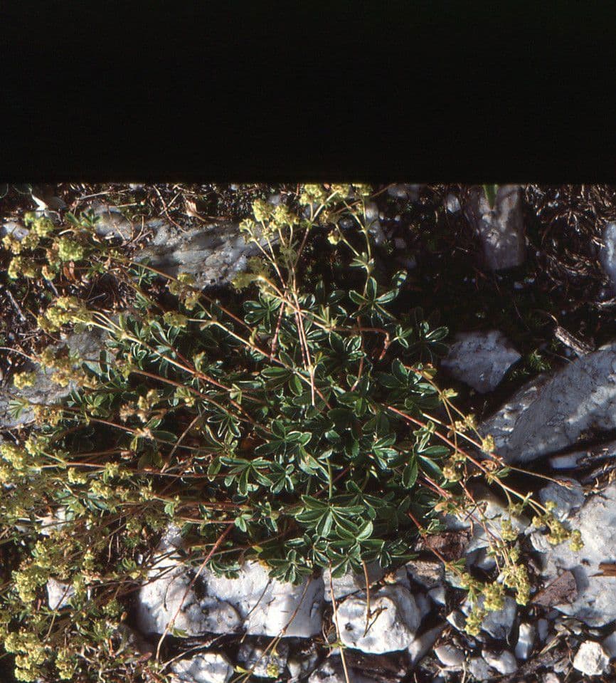 Erba stella 7