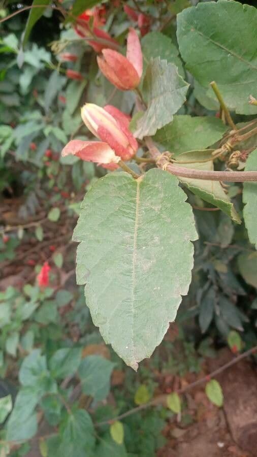 Passiflora 14