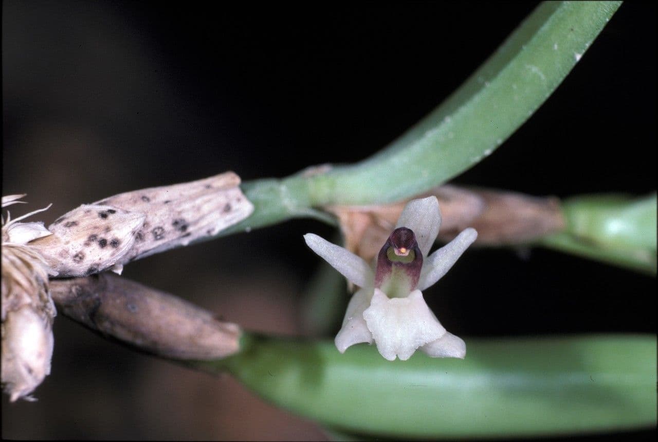Scaphyglottis 2