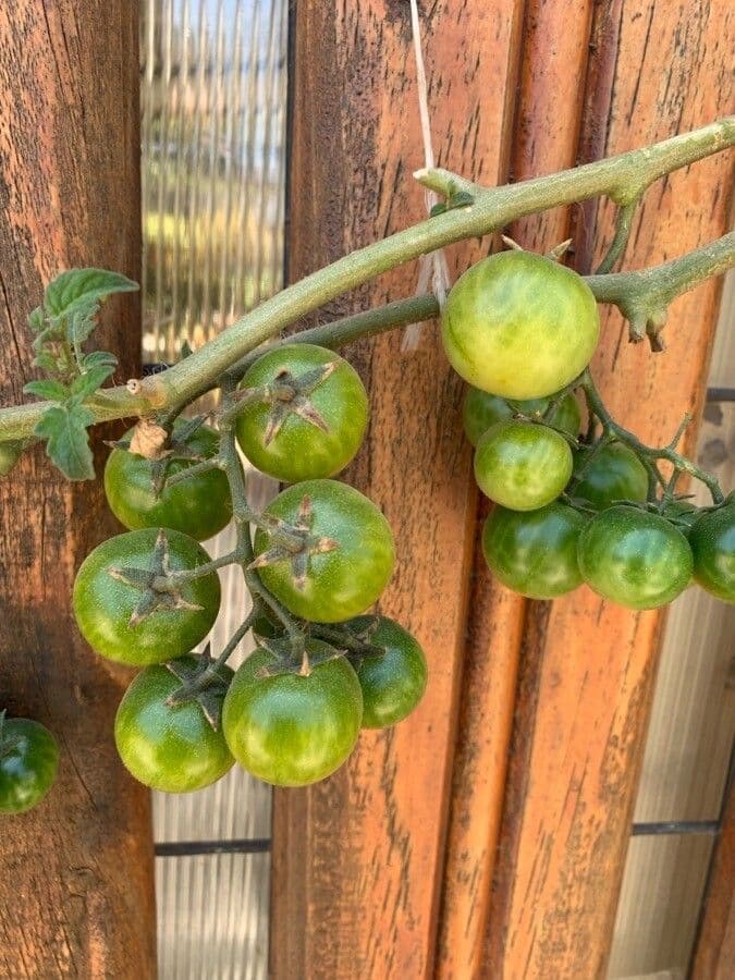 Pomodoro ribes 5