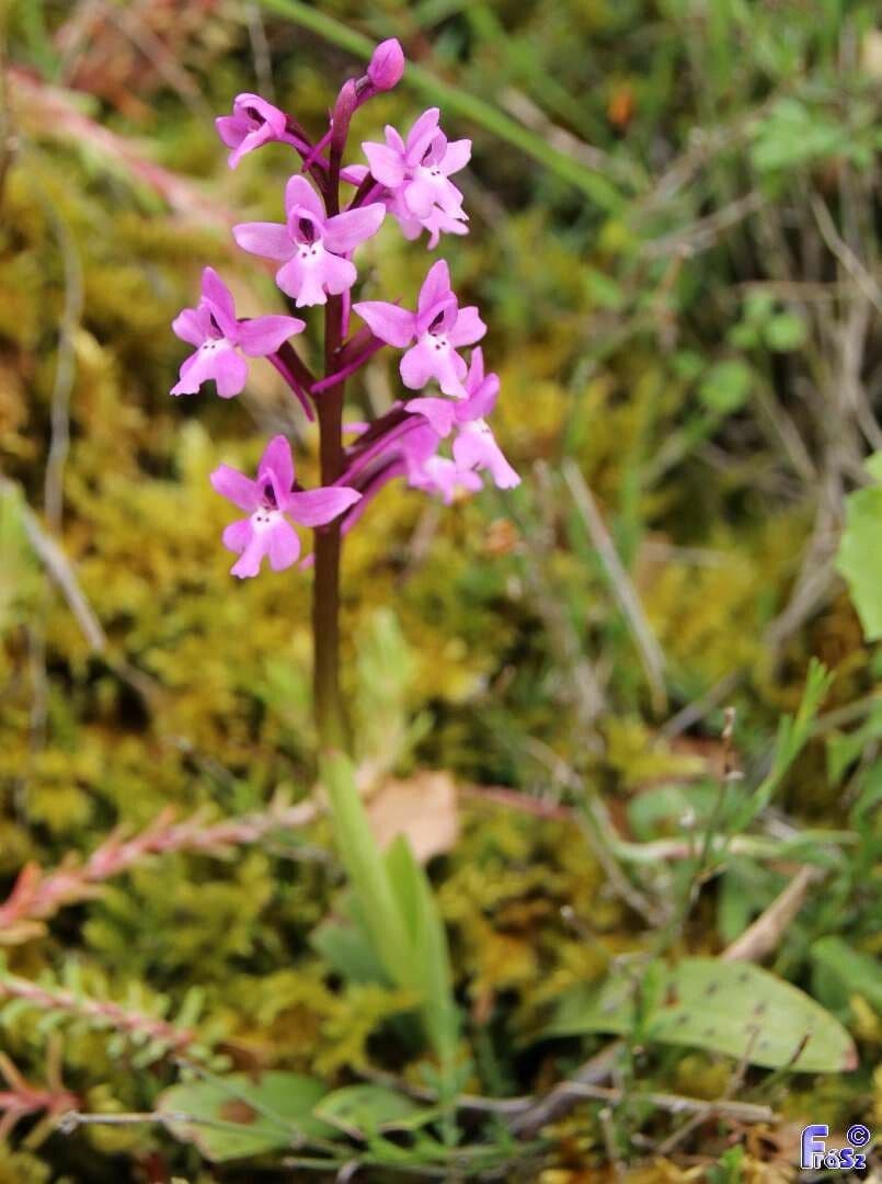 Orchide a quattro macchie 8