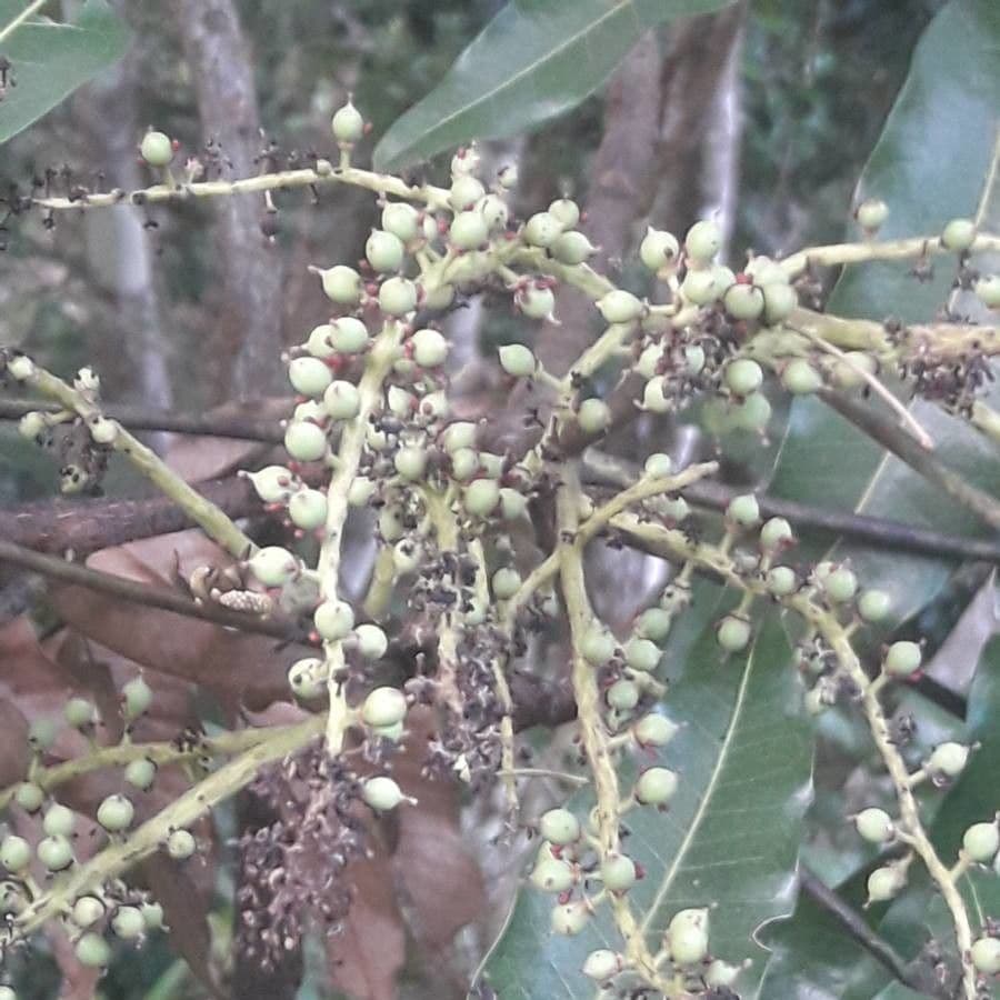 Elattostachys 4