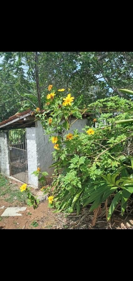 Tithonia diversifolia 12