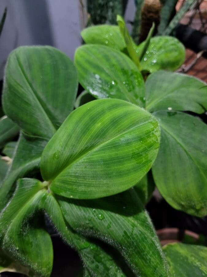 Costus 12