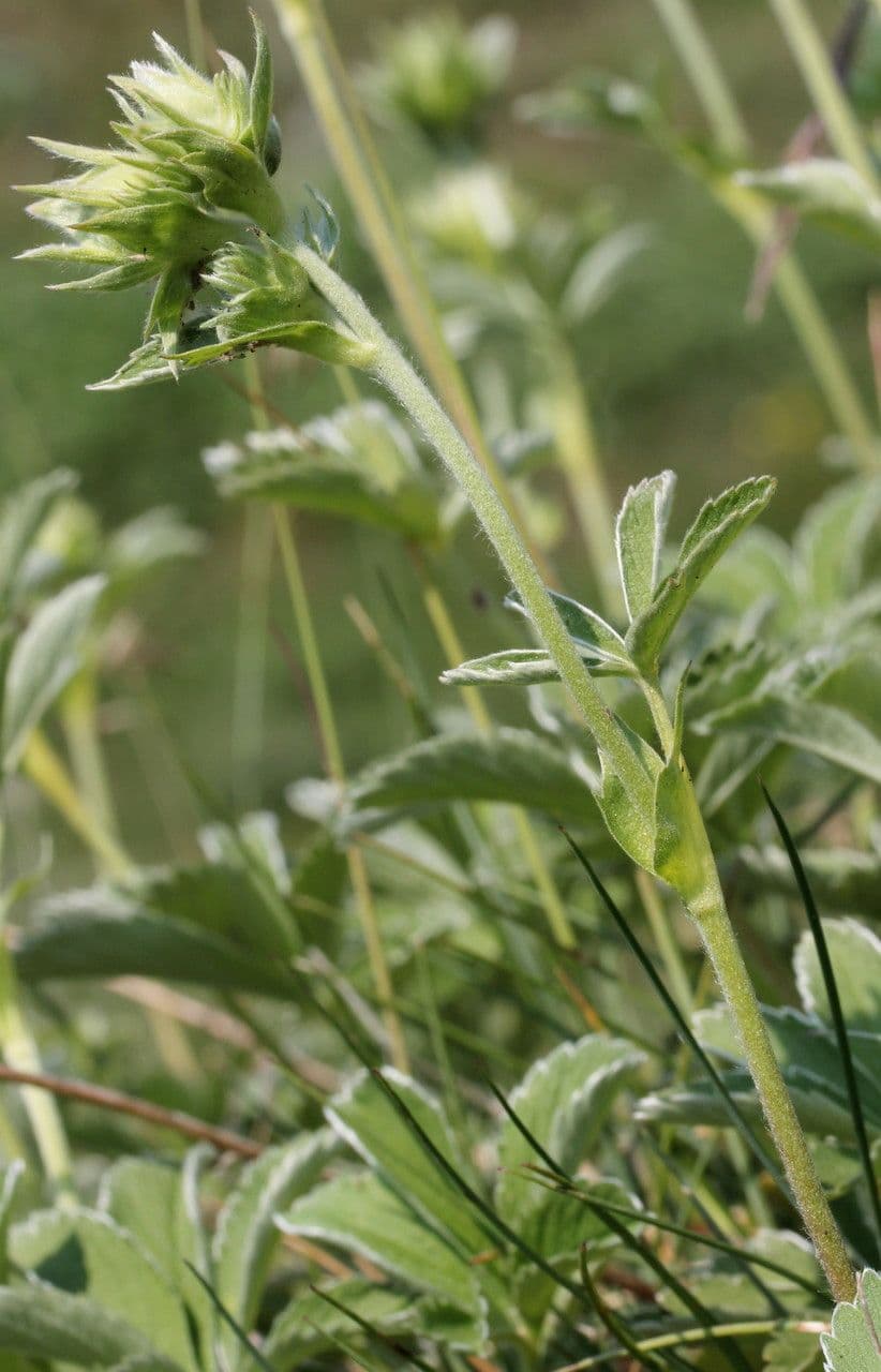 Potentilla valderiana 20