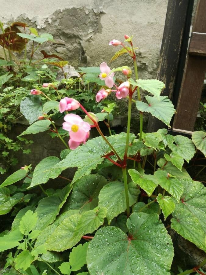 Begonia formosana 3