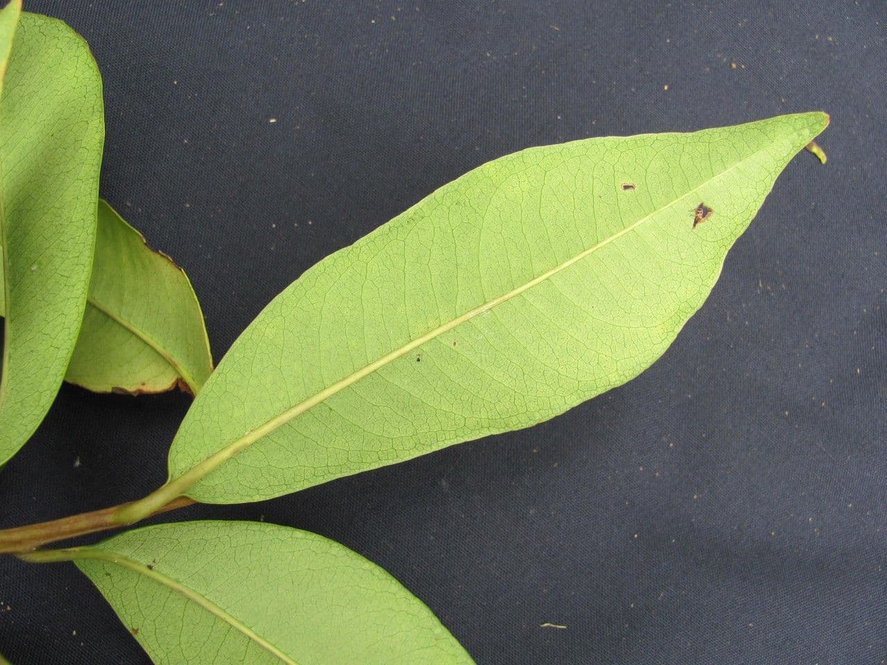 Ardisia escallonioides 7