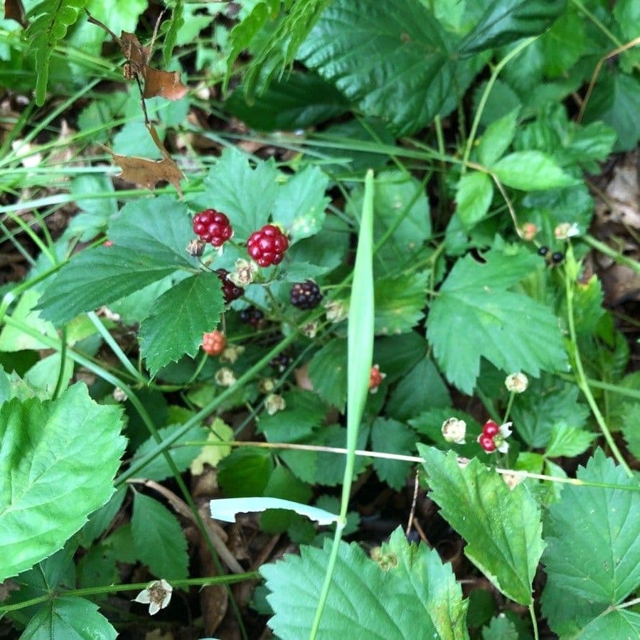 Rovo flagellare 3