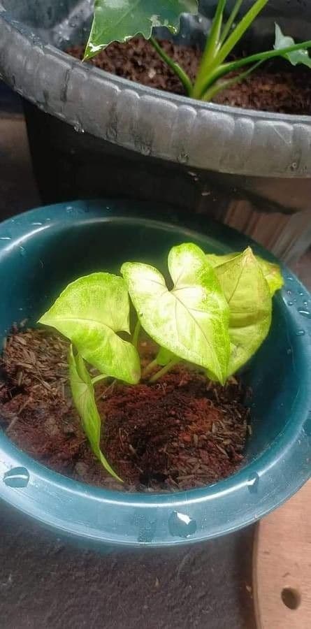 Syngonium 17
