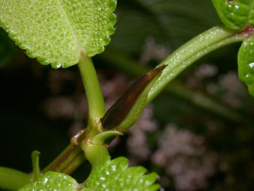 Urera simplex 22