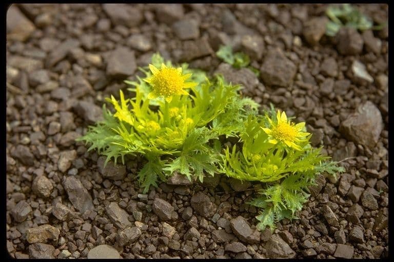 Sanicula arctoide 10