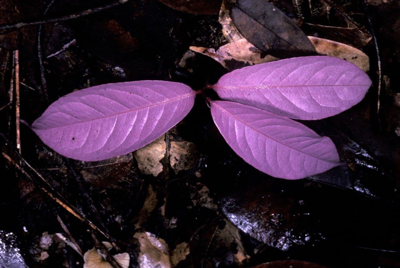 Eschweilera 2