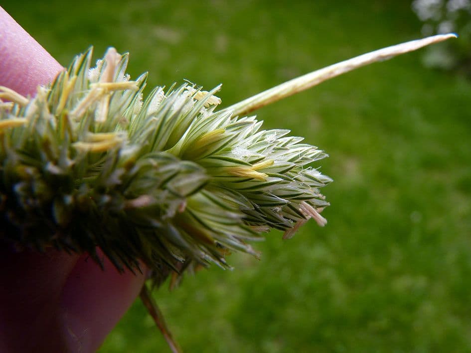 Falaride 6