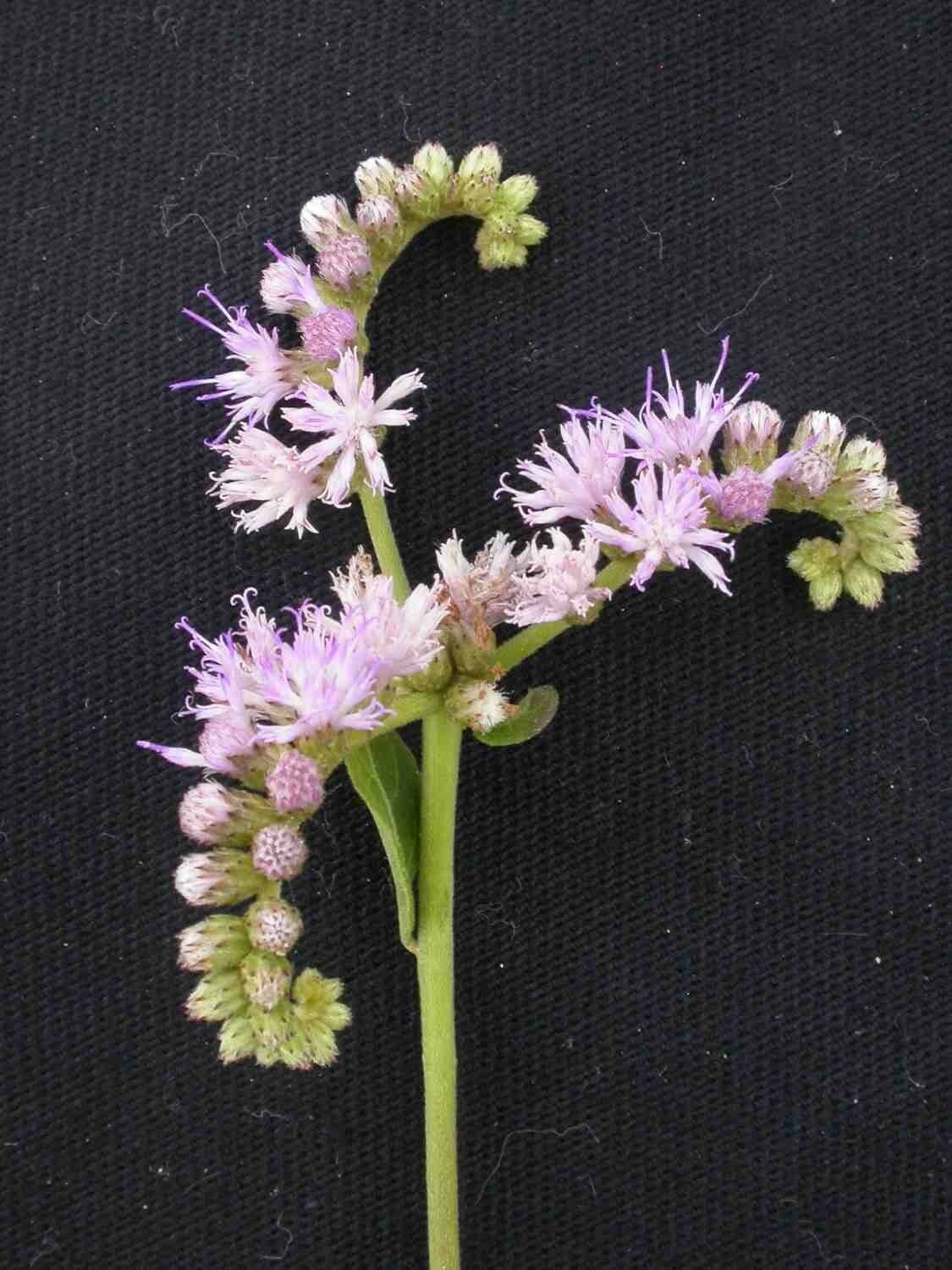 Orchidea scorpione 5