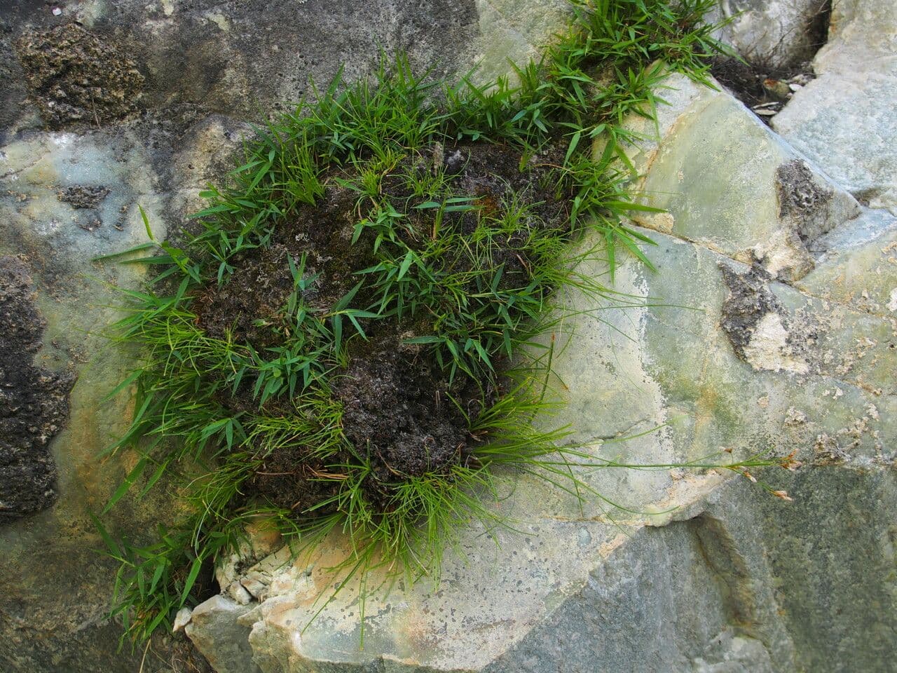 Pogonatherum 3