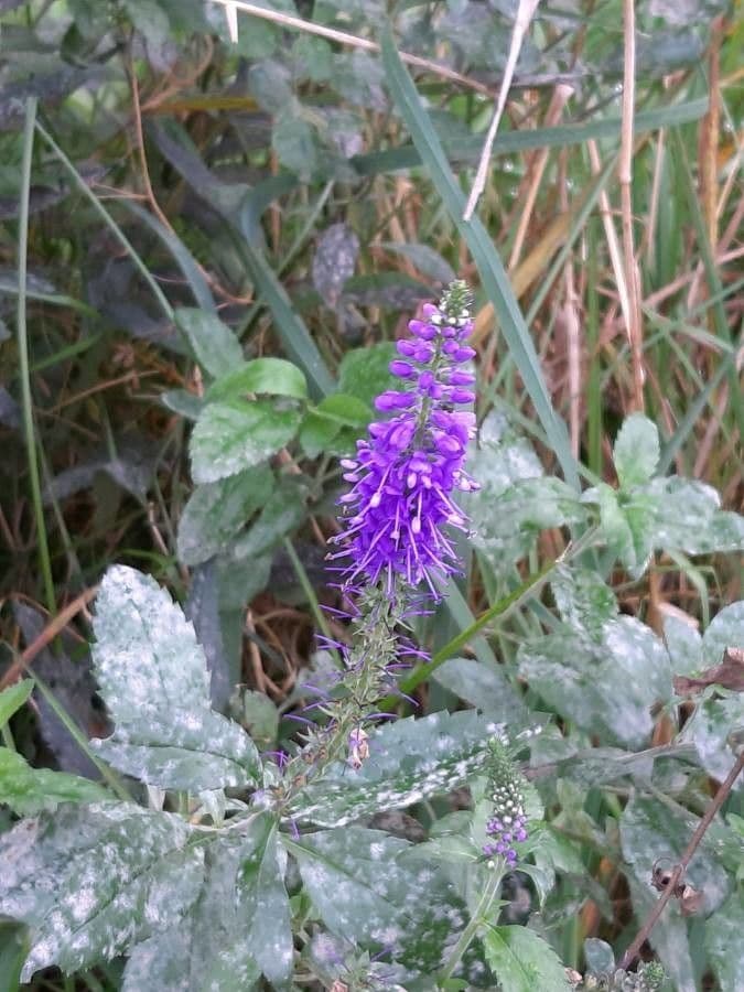 Veronica spigata 9