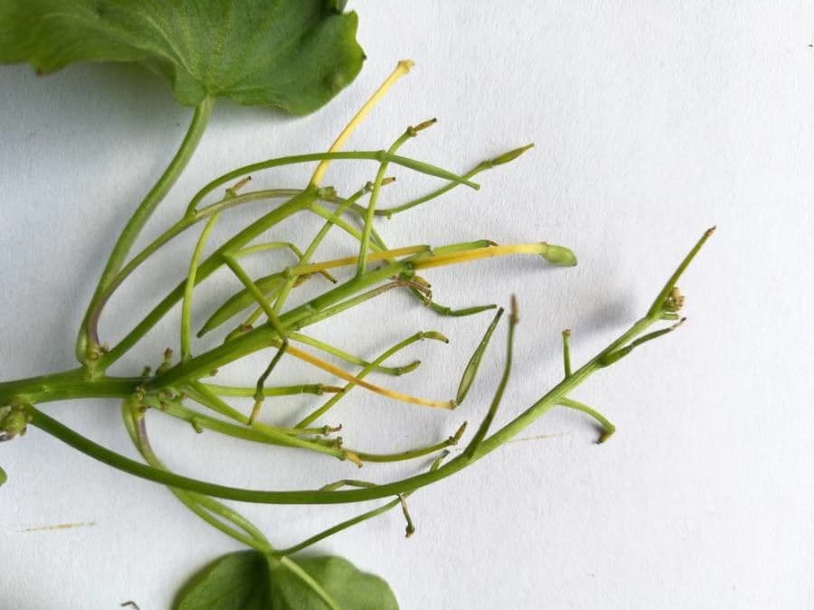 Gadia asarifolia 4
