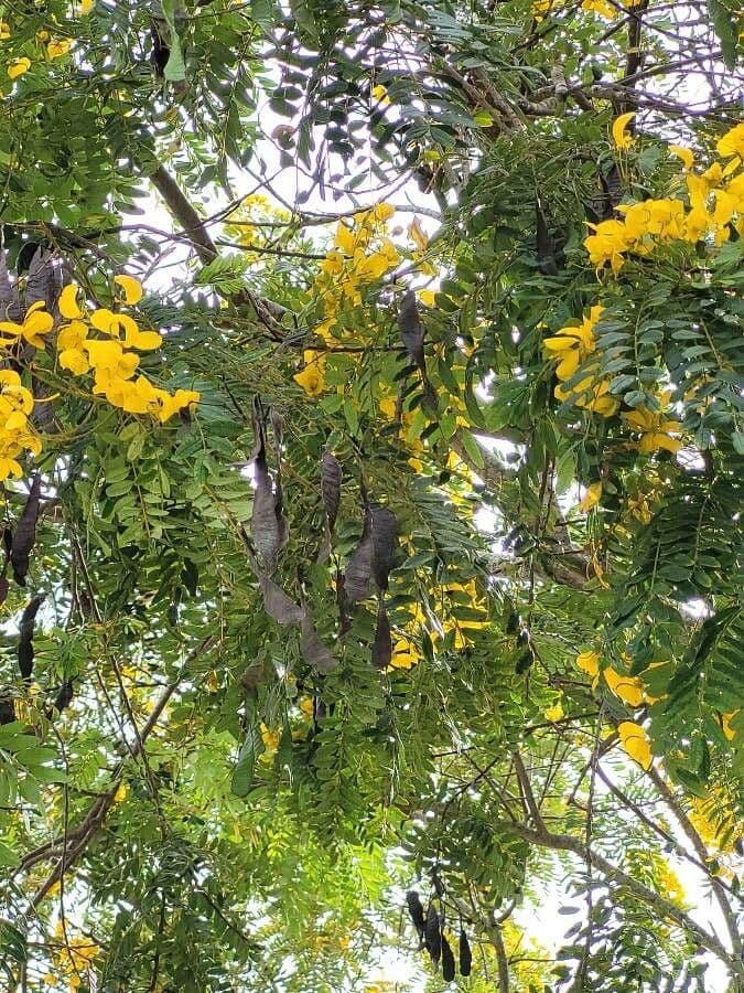 Senna multijuga 3